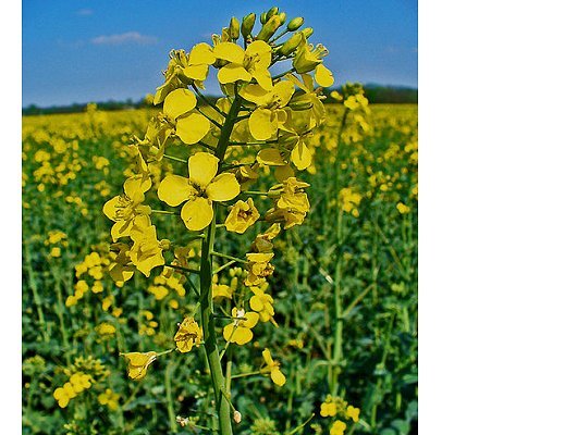Brassica napus L.
